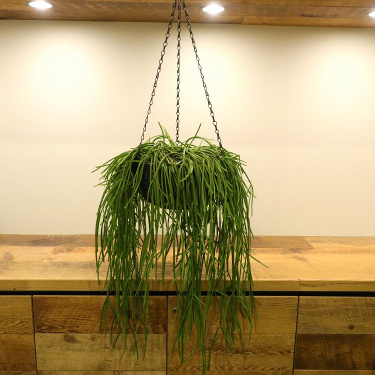 多肉植物 吊り鉢 - フラワー/ガーデン