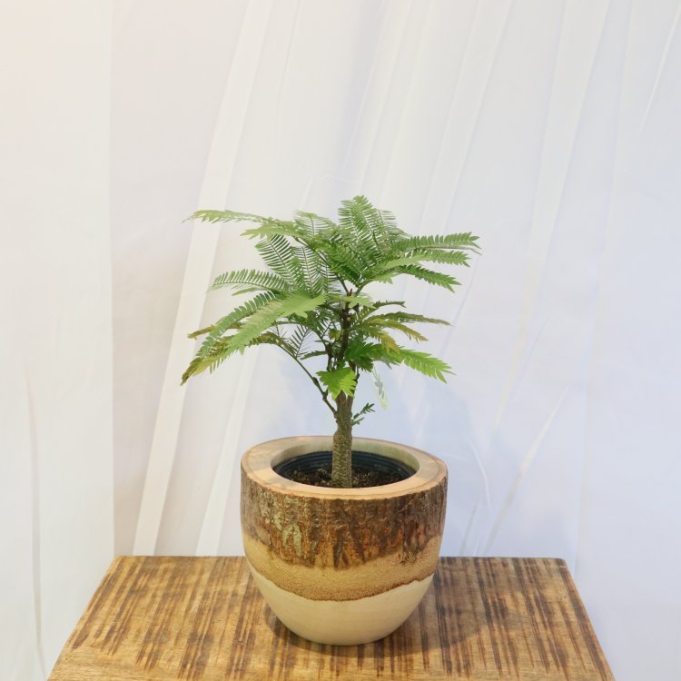 エバーフレッシュの通信販売・ネットショップ｜観葉植物・多肉植物、塊根植物の通販・ネットショップの『the Farm UNIVERSAL ONLINE  STORE』