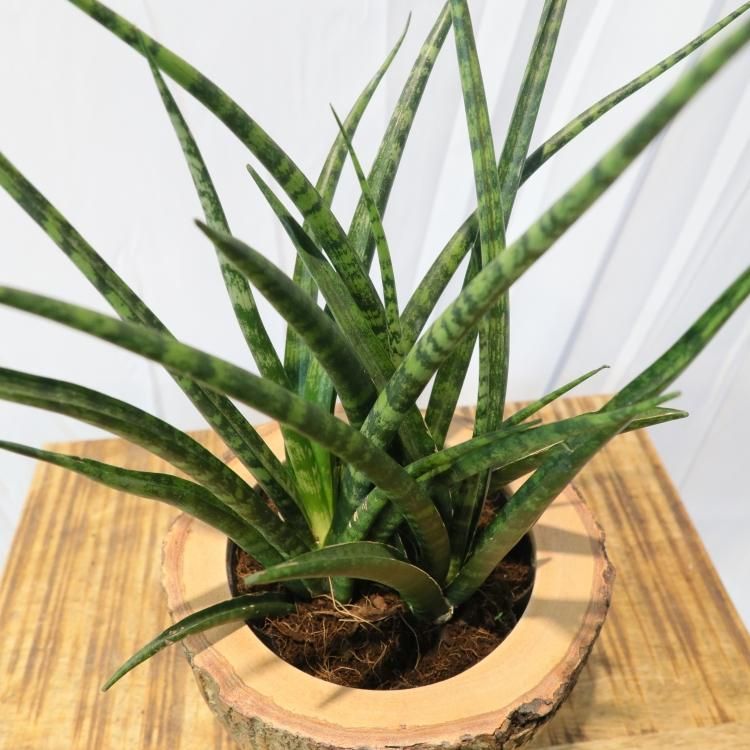 サンセベリアの通信販売 ネットショップ 観葉植物 多肉植物 塊根植物の通販 ネットショップの The Farm Universal Online Store サンセベリアの通信販売 ネットショップ 観葉植物 多肉植物 塊根植物の通販 ネットショップの The Farm Universal Online Store