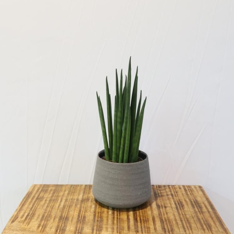 サンセベリアの通信販売 ネットショップ 観葉植物 多肉植物 塊根植物の通販 ネットショップの The Farm Universal Online Store サンセベリアの通信販売 ネットショップ 観葉植物 多肉植物 塊根植物の通販 ネットショップの The Farm Universal Online Store