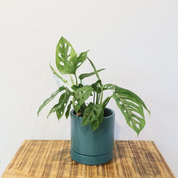 マドカズラの通信販売 ネットショップ 観葉植物 多肉植物 塊根植物の通販 ネットショップの The Farm Universal Online Store マドカズラの通信販売 ネットショップ 観葉植物 多肉植物 塊根植物の通販 ネットショップの The Farm Universal Online Store