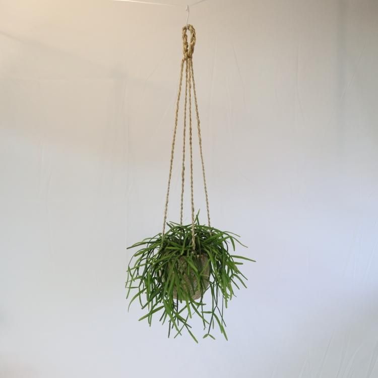リプサリスの通信販売 ネットショップ 観葉植物 多肉植物 塊根植物の通販 ネットショップの The Farm Universal Online Store リプサリスの通信販売 ネットショップ 観葉植物 多肉植物 塊根植物の通販 ネットショップの The Farm Universal Online Store
