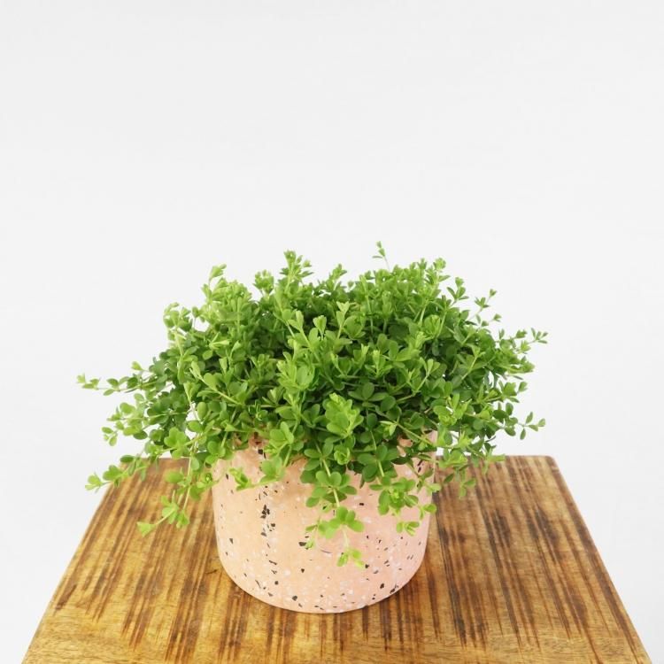 ペペロミア デピーナの通信販売 ネットショップ 観葉植物 多肉植物 塊根植物の通販 ネットショップの The Farm Universal Online Store