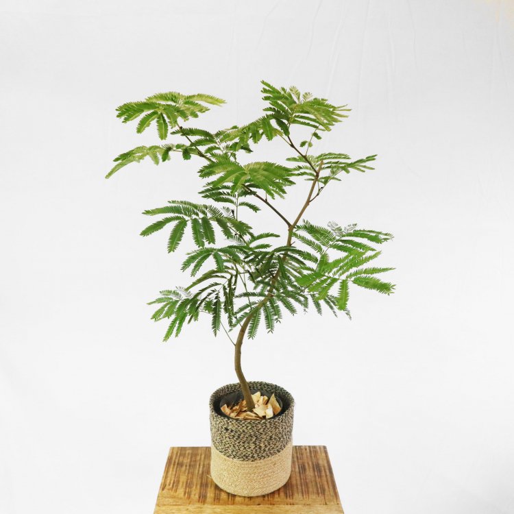 エバーフレッシュの通信販売・ネットショップ｜観葉植物・多肉植物