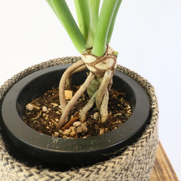 フィロデンドロン セロームの通信販売・ネットショップ｜観葉植物