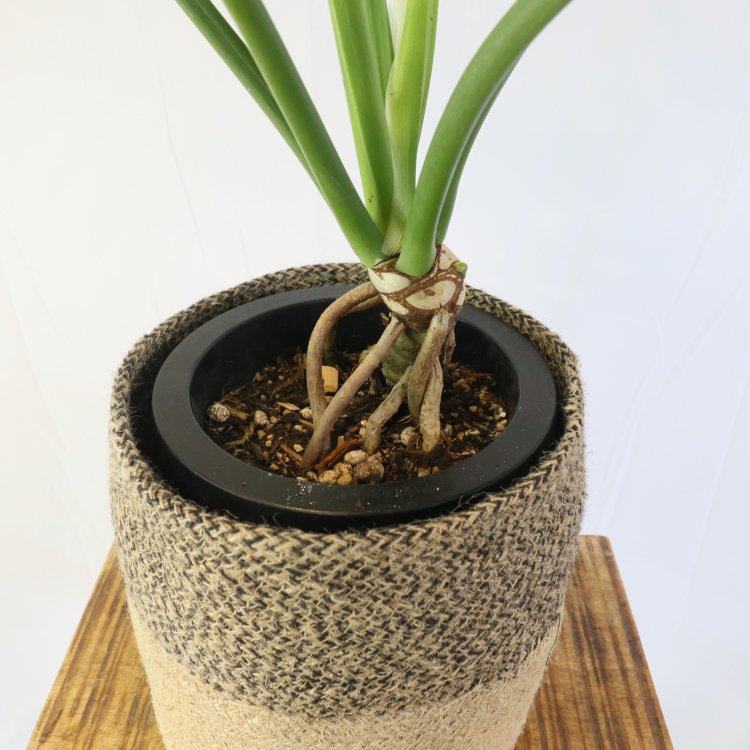 フィロデンドロン セロームの通信販売・ネットショップ｜観葉植物・多肉植物、塊根植物の通販・ネットショップの『the Farm UNIVERSAL  ONLINE STORE』