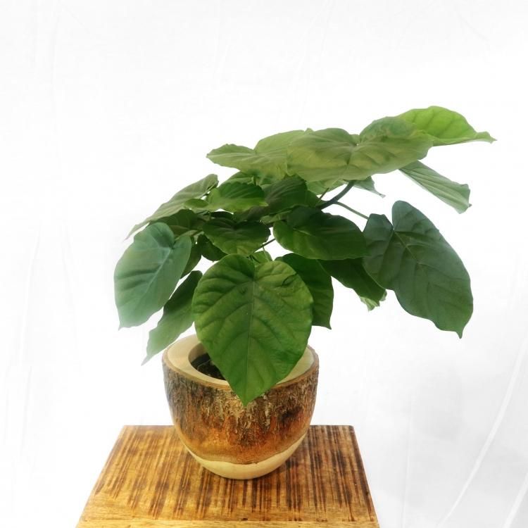 ウンベラータの通信販売 ネットショップ 観葉植物 多肉植物 塊根植物の通販 ネットショップの The Farm Universal Online Store ウンベラータの通信販売 ネットショップ 観葉植物 多肉植物 塊根植物の通販 ネットショップの The Farm Universal Online Store