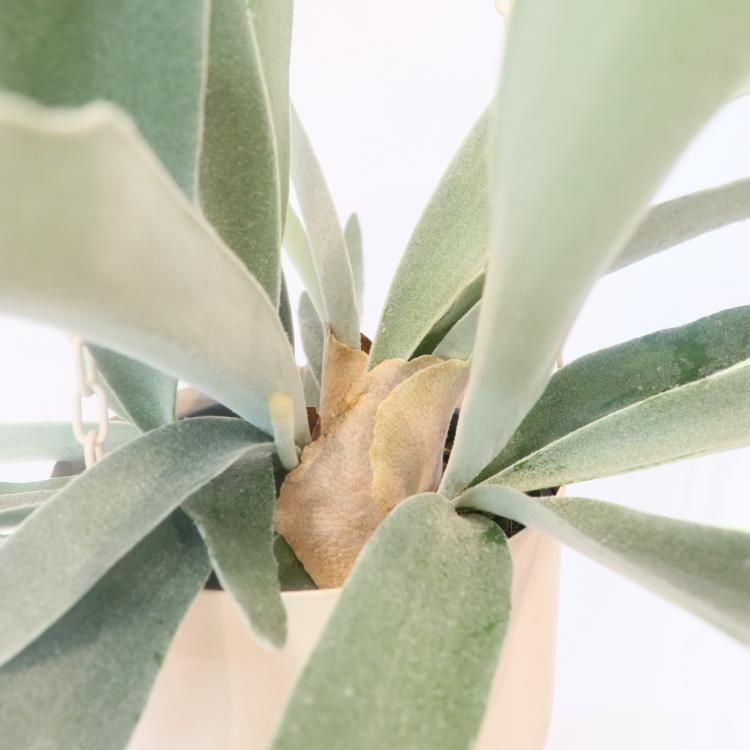 コウモリラン ビカクシダ の通信販売 ネットショップ 観葉植物 多肉植物 塊根植物の通販 ネットショップの The Farm Universal Online Store コウモリラン ビカクシダ の通信販売 ネットショップ 観葉植物 多肉植物 塊根植物の通販 ネットショップの The Farm Universal Online Store