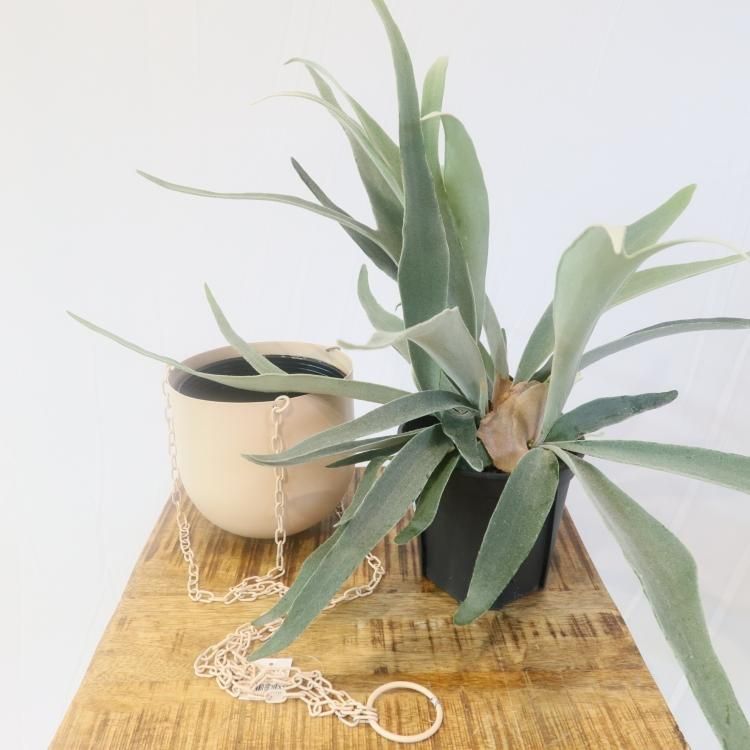 コウモリラン ビカクシダ の通信販売 ネットショップ 観葉植物 多肉植物 塊根植物の通販 ネットショップの The Farm Universal Online Store コウモリラン ビカクシダ の通信販売 ネットショップ 観葉植物 多肉植物 塊根植物の通販 ネットショップの The Farm Universal Online Store