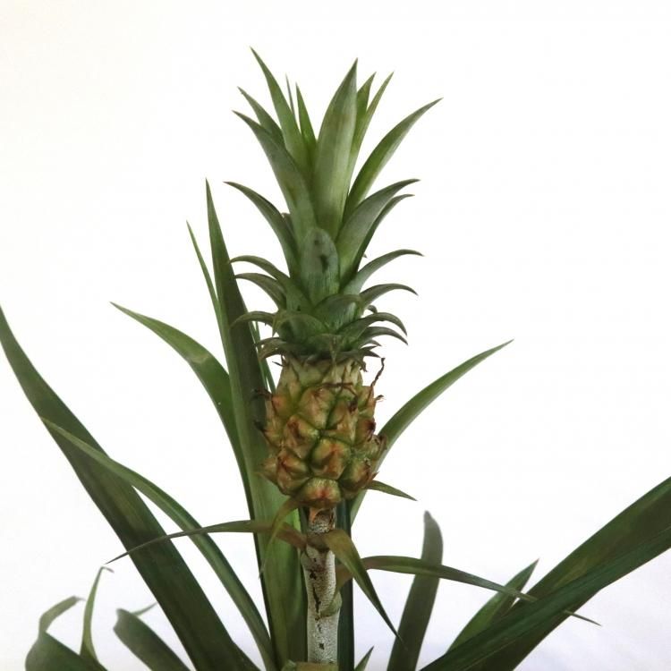ミニパイナップルの通信販売 ネットショップ 観葉植物 多肉植物 塊根植物の通販 ネットショップの The Farm Universal Online Store ミニパイナップルの通信販売 ネットショップ 観葉植物 多肉植物 塊根植物の通販 ネットショップの The Farm Universal Online Store