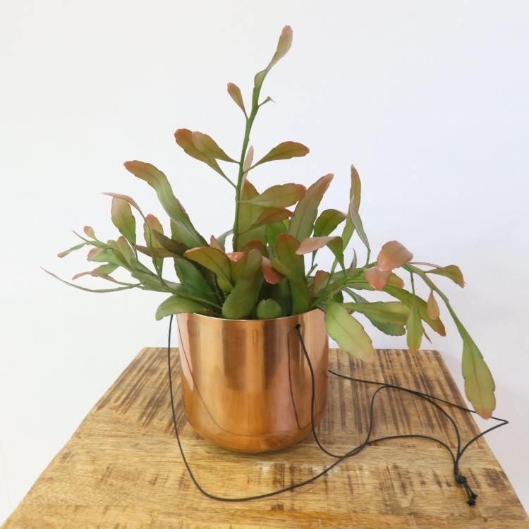 リプサリス レッドコーラル ラムローサ の通信販売 ネットショップ 観葉植物 多肉植物 塊根植物の通販 ネットショップの The Farm Universal Online Store リプサリス レッドコーラル ラムローサ の通信販売 ネットショップ 観葉植物 多肉植物 塊根植物の通販 ネットショップの The Farm Universal Online Store