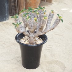 珍奇植物 / ビザールプランツの通信販売・ネットショップ｜観葉植物・多肉植物、塊根植物の通販・ネットショップの『the Farm UNIVERSAL  ONLINE STORE』