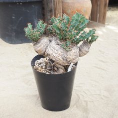 珍奇植物 / ビザールプランツの通信販売・ネットショップ｜観葉植物・多肉植物、塊根植物の通販・ネットショップの『the Farm UNIVERSAL  ONLINE STORE』