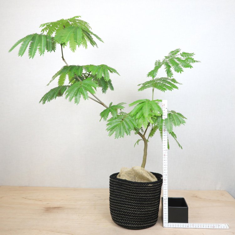 エバーフレッシュの通信販売・ネットショップ｜観葉植物・多肉植物、塊根植物の通販・ネットショップの『the Farm UNIVERSAL ONLINE  STORE』