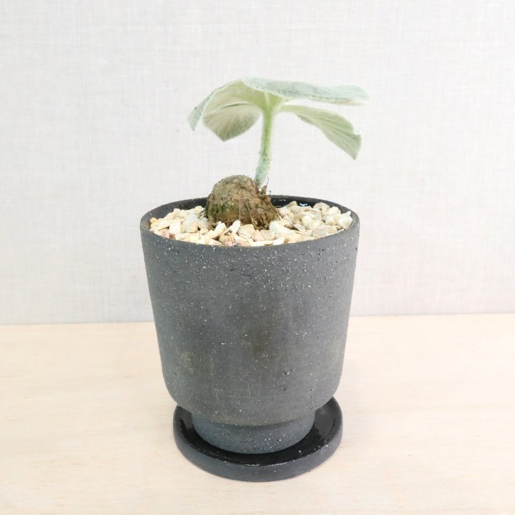 シニンギア(断崖の女王) の通信販売・ネットショップ｜観葉植物・多肉植物、塊根植物の通販・ネットショップの『the Farm UNIVERSAL  ONLINE STORE』