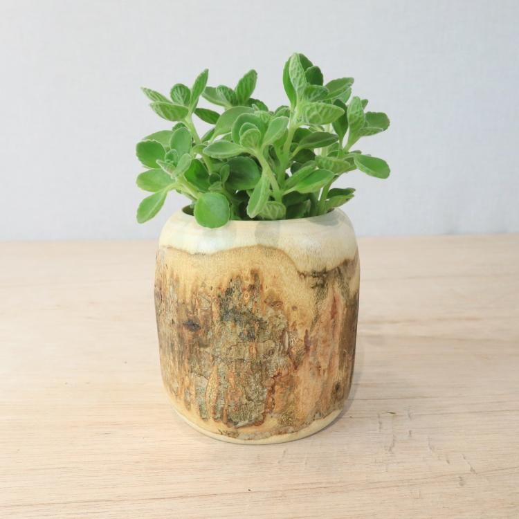アロマティカスの通信販売 ネットショップ 観葉植物 多肉植物 塊根植物の通販 ネットショップの The Farm Universal Online Store アロマティカスの通信販売 ネットショップ 観葉植物 多肉植物 塊根植物の通販 ネットショップの The Farm Universal Online Store
