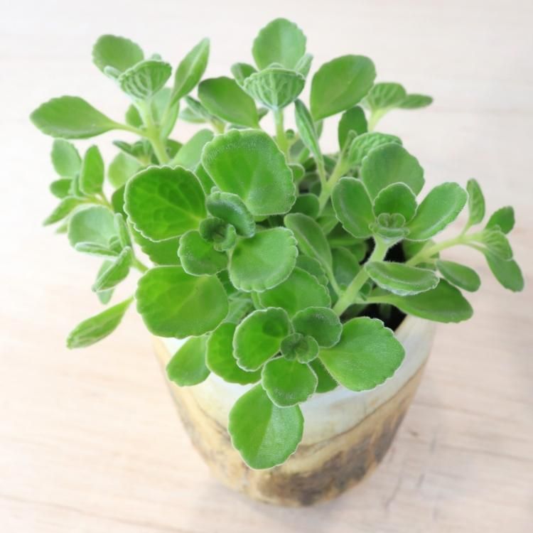 アロマティカスの通信販売 ネットショップ 観葉植物 多肉植物 塊根植物の通販 ネットショップの The Farm Universal Online Store アロマティカスの通信販売 ネットショップ 観葉植物 多肉植物 塊根植物の通販 ネットショップの The Farm Universal Online Store