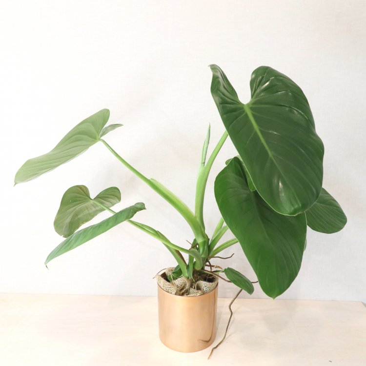 フィロデンドロン - 植物/観葉植物