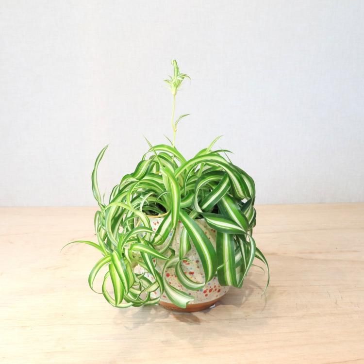 オリヅルラン ボニーの通信販売 ネットショップ 観葉植物 多肉植物 塊根植物の通販 ネットショップの The Farm Universal Online Store オリヅルラン ボニーの通信販売 ネットショップ 観葉植物 多肉植物 塊根植物の通販 ネットショップの The Farm Universal Online Store
