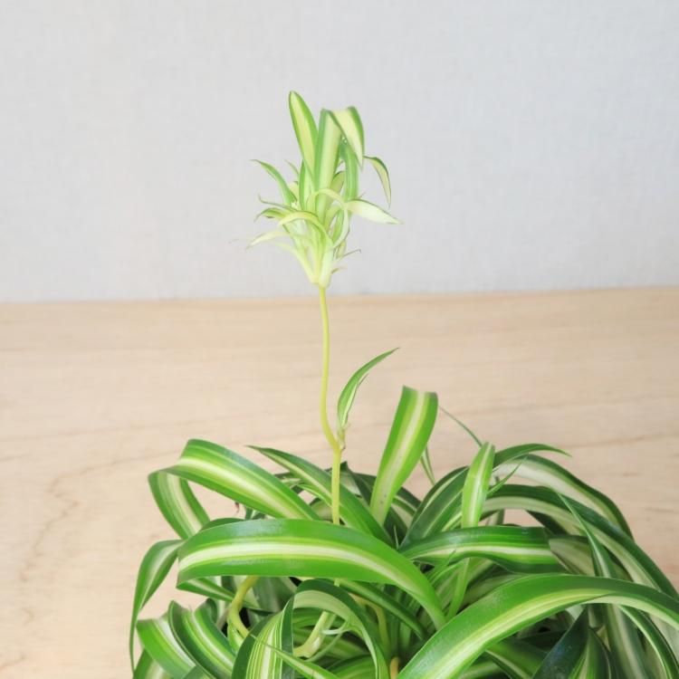 オリヅルラン ボニーの通信販売 ネットショップ 観葉植物 多肉植物 塊根植物の通販 ネットショップの The Farm Universal Online Store オリヅルラン ボニーの通信販売 ネットショップ 観葉植物 多肉植物 塊根植物の通販 ネットショップの The Farm Universal Online Store