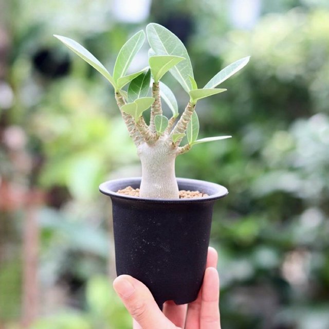 アデニウム アラビカム 植物 | www.vinoflix.com