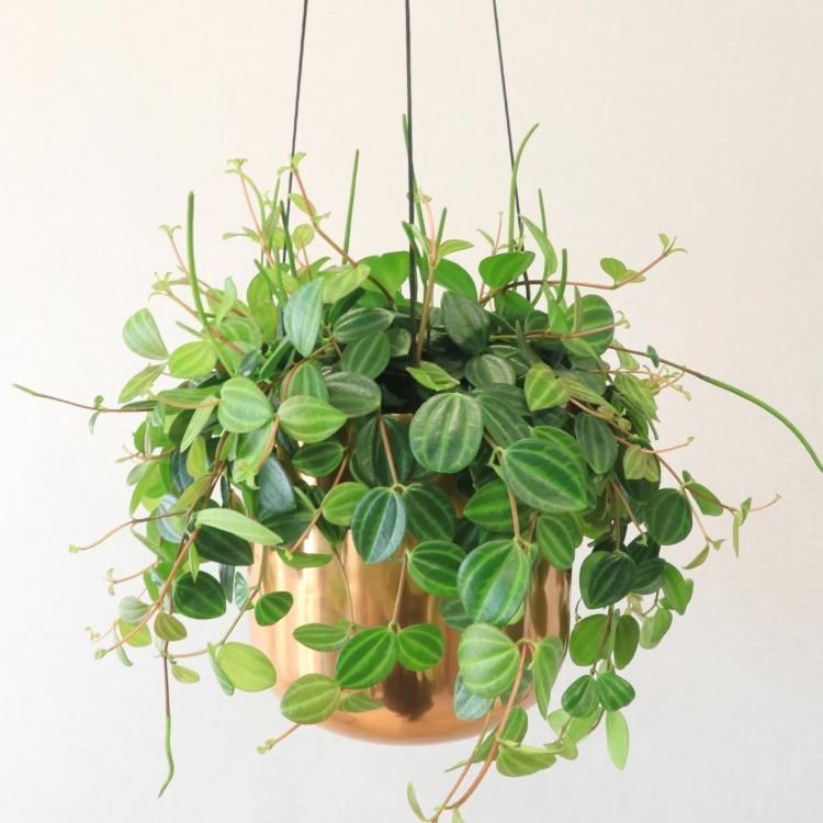 ペペロミア アングラータの通信販売 ネットショップ 観葉植物 多肉植物 塊根植物の通販 ネットショップの The Farm Universal Online Store ペペロミア アングラータの通信販売 ネットショップ 観葉植物 多肉植物 塊根植物の通販 ネットショップの The Farm Universal Online Store