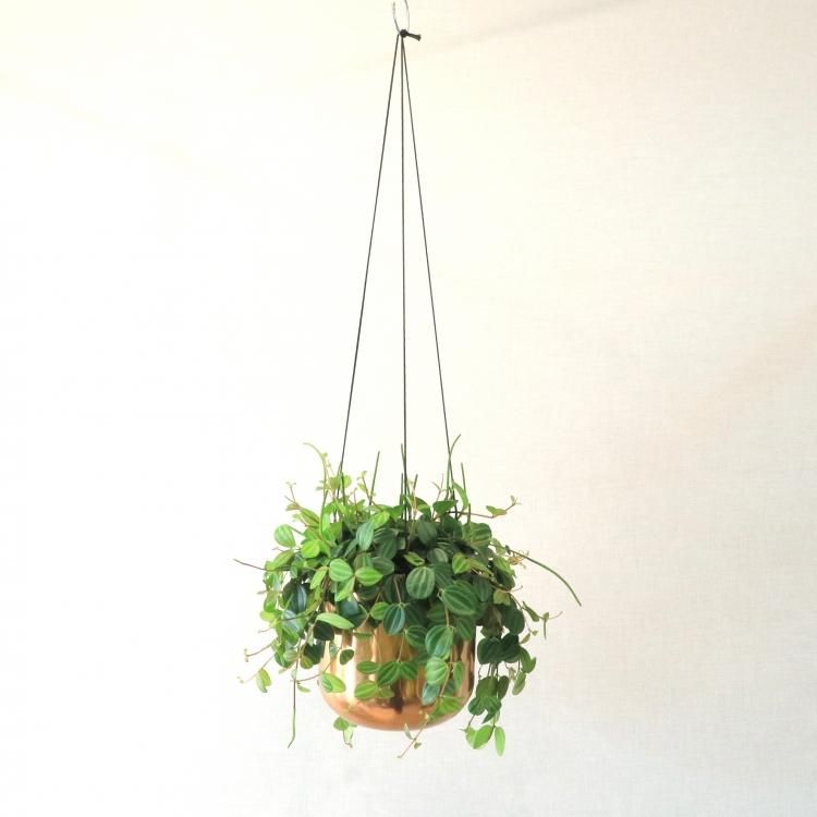 ペペロミア アングラータの通信販売 ネットショップ 観葉植物 多肉植物 塊根植物の通販 ネットショップの The Farm Universal Online Store ペペロミア アングラータの通信販売 ネットショップ 観葉植物 多肉植物 塊根植物の通販 ネットショップの The Farm Universal Online Store