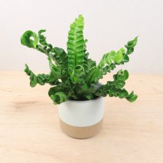 こだわりの植物と鉢の通信販売・ネットショップ｜観葉植物・多肉植物