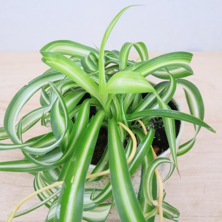 オリヅルラン ボニーの通信販売 ネットショップ 観葉植物 多肉植物 塊根植物の通販 ネットショップの The Farm Universal Online Store オリヅルラン ボニーの通信販売 ネットショップ 観葉植物 多肉植物 塊根植物の通販 ネットショップの The Farm Universal Online Store