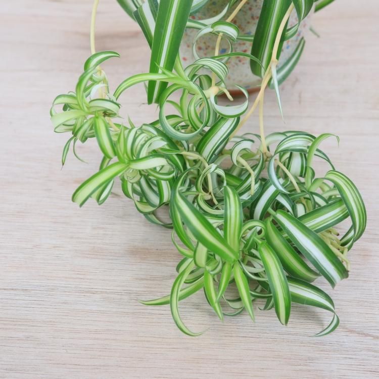 オリヅルラン ボニーの通信販売 ネットショップ 観葉植物 多肉植物 塊根植物の通販 ネットショップの The Farm Universal Online Store オリヅルラン ボニーの通信販売 ネットショップ 観葉植物 多肉植物 塊根植物の通販 ネットショップの The Farm Universal Online Store