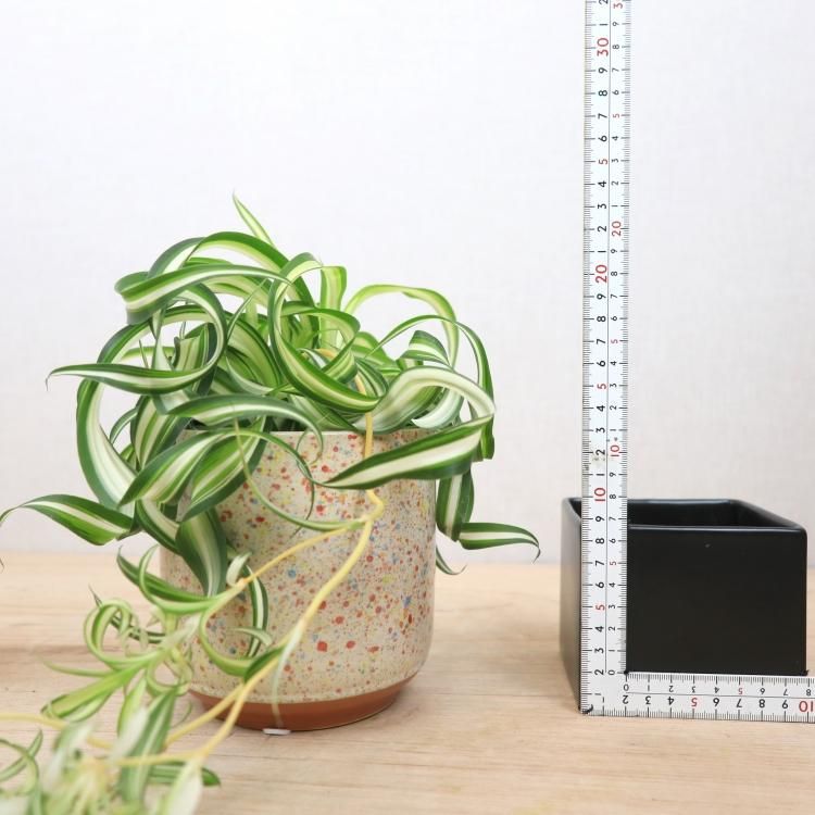 オリヅルラン ボニーの通信販売 ネットショップ 観葉植物 多肉植物 塊根植物の通販 ネットショップの The Farm Universal Online Store オリヅルラン ボニーの通信販売 ネットショップ 観葉植物 多肉植物 塊根植物の通販 ネットショップの The Farm Universal Online Store