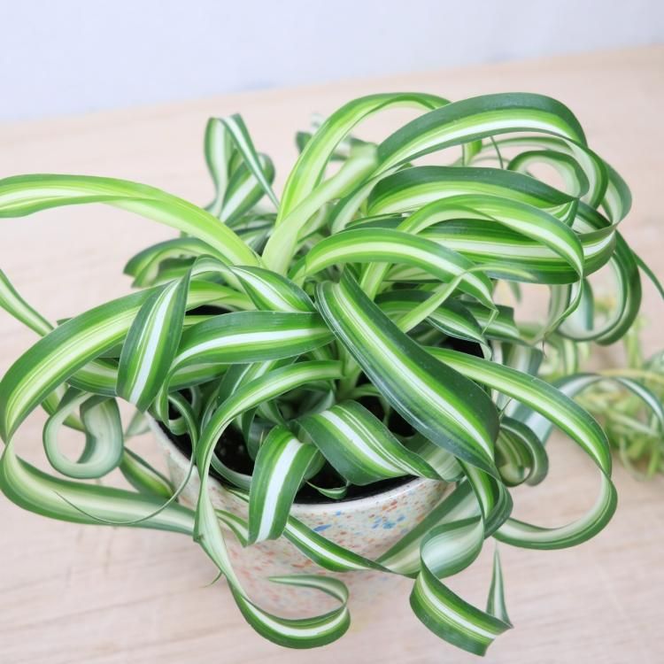オリヅルラン ボニーの通信販売 ネットショップ 観葉植物 多肉植物 塊根植物の通販 ネットショップの The Farm Universal Online Store オリヅルラン ボニーの通信販売 ネットショップ 観葉植物 多肉植物 塊根植物の通販 ネットショップの The Farm Universal Online Store