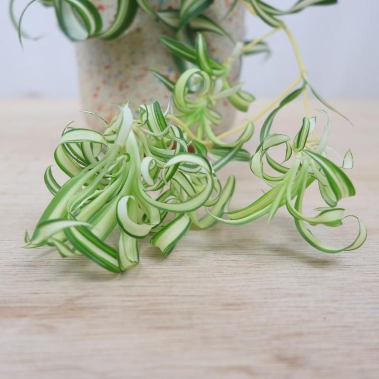 オリヅルラン ボニーの通信販売 ネットショップ 観葉植物 多肉植物 塊根植物の通販 ネットショップの The Farm Universal Online Store オリヅルラン ボニーの通信販売 ネットショップ 観葉植物 多肉植物 塊根植物の通販 ネットショップの The Farm Universal Online Store