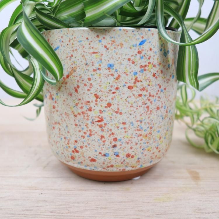 オリヅルラン ボニーの通信販売 ネットショップ 観葉植物 多肉植物 塊根植物の通販 ネットショップの The Farm Universal Online Store オリヅルラン ボニーの通信販売 ネットショップ 観葉植物 多肉植物 塊根植物の通販 ネットショップの The Farm Universal Online Store