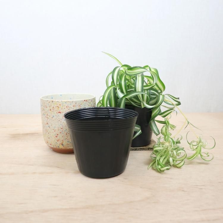 オリヅルラン ボニーの通信販売 ネットショップ 観葉植物 多肉植物 塊根植物の通販 ネットショップの The Farm Universal Online Store オリヅルラン ボニーの通信販売 ネットショップ 観葉植物 多肉植物 塊根植物の通販 ネットショップの The Farm Universal Online Store