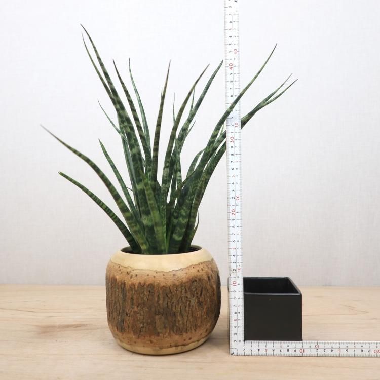 サンセベリアの通信販売 ネットショップ 観葉植物 多肉植物 塊根植物の通販 ネットショップの The Farm Universal Online Store サンセベリアの通信販売 ネットショップ 観葉植物 多肉植物 塊根植物の通販 ネットショップの The Farm Universal Online Store