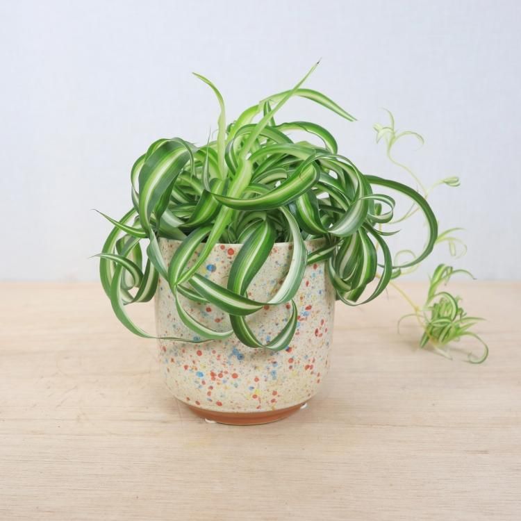 オリヅルラン ボニーの通信販売 ネットショップ 観葉植物 多肉植物 塊根植物の通販 ネットショップの The Farm Universal Online Store オリヅルラン ボニーの通信販売 ネットショップ 観葉植物 多肉植物 塊根植物の通販 ネットショップの The Farm Universal Online Store