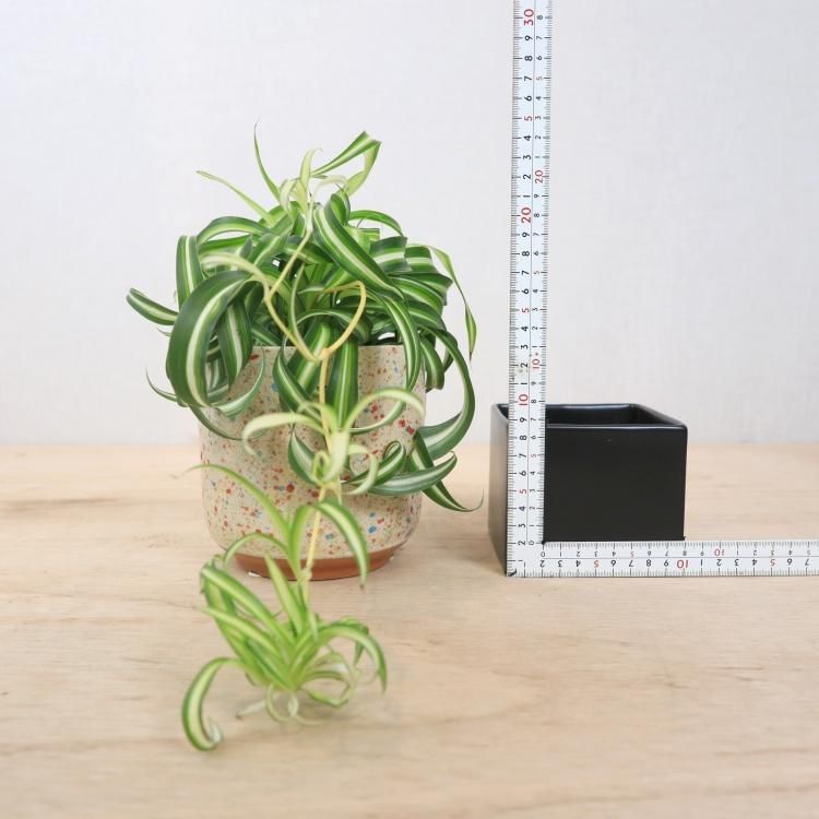 オリヅルラン ボニーの通信販売 ネットショップ 観葉植物 多肉植物 塊根植物の通販 ネットショップの The Farm Universal Online Store オリヅルラン ボニーの通信販売 ネットショップ 観葉植物 多肉植物 塊根植物の通販 ネットショップの The Farm Universal Online Store
