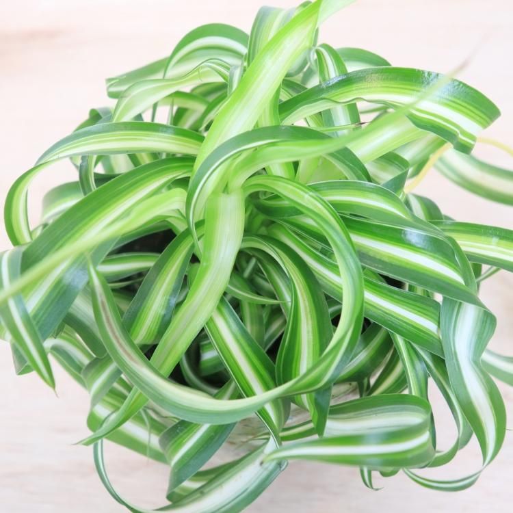 オリヅルラン ボニーの通信販売 ネットショップ 観葉植物 多肉植物 塊根植物の通販 ネットショップの The Farm Universal Online Store オリヅルラン ボニーの通信販売 ネットショップ 観葉植物 多肉植物 塊根植物の通販 ネットショップの The Farm Universal Online Store