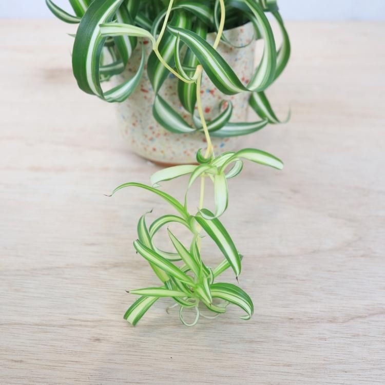 オリヅルラン ボニーの通信販売 ネットショップ 観葉植物 多肉植物 塊根植物の通販 ネットショップの The Farm Universal Online Store オリヅルラン ボニーの通信販売 ネットショップ 観葉植物 多肉植物 塊根植物の通販 ネットショップの The Farm Universal Online Store