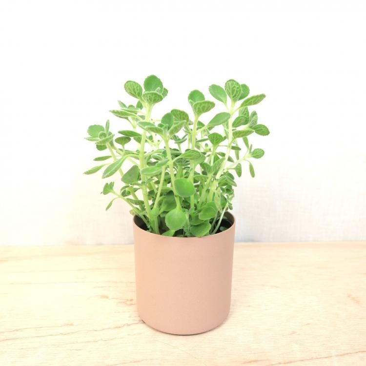 アロマティカスの通信販売 ネットショップ 観葉植物 多肉植物 塊根植物の通販 ネットショップの The Farm Universal Online Store アロマティカスの通信販売 ネットショップ 観葉植物 多肉植物 塊根植物の通販 ネットショップの The Farm Universal Online Store