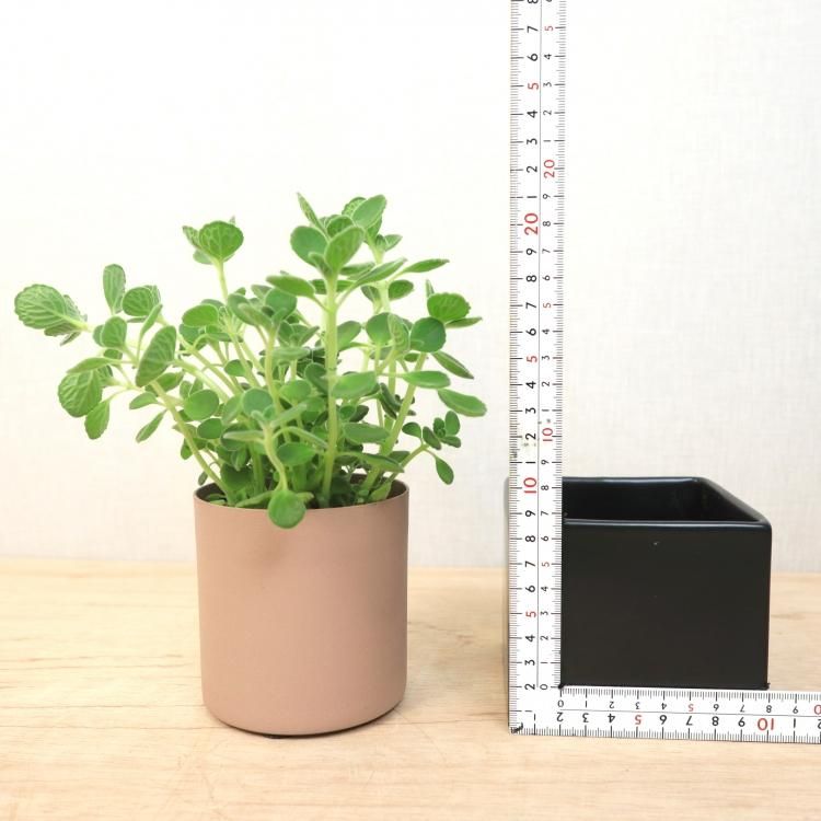 アロマティカスの通信販売 ネットショップ 観葉植物 多肉植物 塊根植物の通販 ネットショップの The Farm Universal Online Store アロマティカスの通信販売 ネットショップ 観葉植物 多肉植物 塊根植物の通販 ネットショップの The Farm Universal Online Store