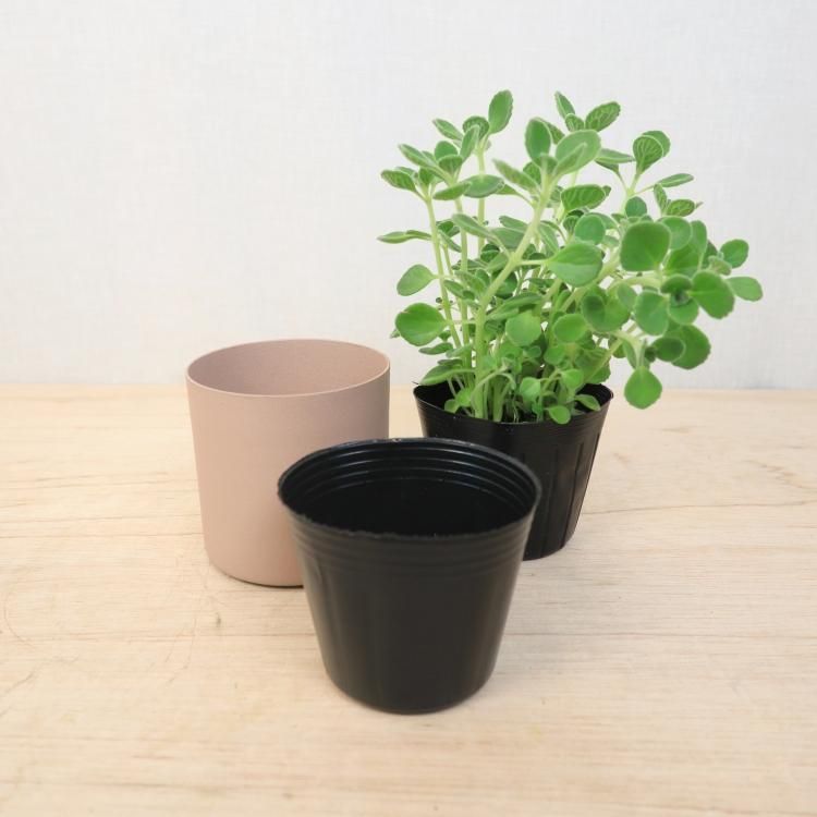 アロマティカスの通信販売 ネットショップ 観葉植物 多肉植物 塊根植物の通販 ネットショップの The Farm Universal Online Store アロマティカスの通信販売 ネットショップ 観葉植物 多肉植物 塊根植物の通販 ネットショップの The Farm Universal Online Store