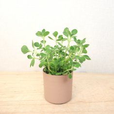 こだわりの植物と鉢の通信販売・ネットショップ｜観葉植物・多肉植物、塊根植物の通販・ネットショップの『the Farm UNIVERSAL ONLINE  STORE』