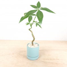 こだわりの植物と鉢の通信販売・ネットショップ｜観葉植物・多肉植物、塊根植物の通販・ネットショップの『the Farm UNIVERSAL ONLINE  STORE』