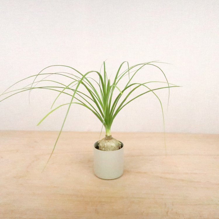 トックリラン(ノリナ)の通信販売・ネットショップ｜観葉植物・多肉植物、塊根植物の通販・ネットショップの『the Farm UNIVERSAL  ONLINE STORE』