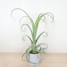 カクタス長田の通信販売・ネットショップ｜観葉植物・多肉植物、塊根植物の通販・ネットショップの『the Farm UNIVERSAL ONLINE  STORE』