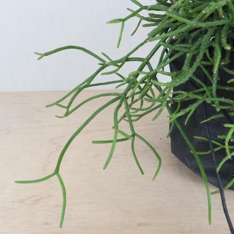 リプサリス ケレウスクラ 青柳 の通信販売 ネットショップ 観葉植物 多肉植物 塊根植物の通販 ネットショップの The Farm Universal Online Store リプサリス ケレウスクラ 青柳 の通信販売 ネットショップ 観葉植物 多肉植物 塊根植物の通販 ネットショップの The Farm Universal Online Store