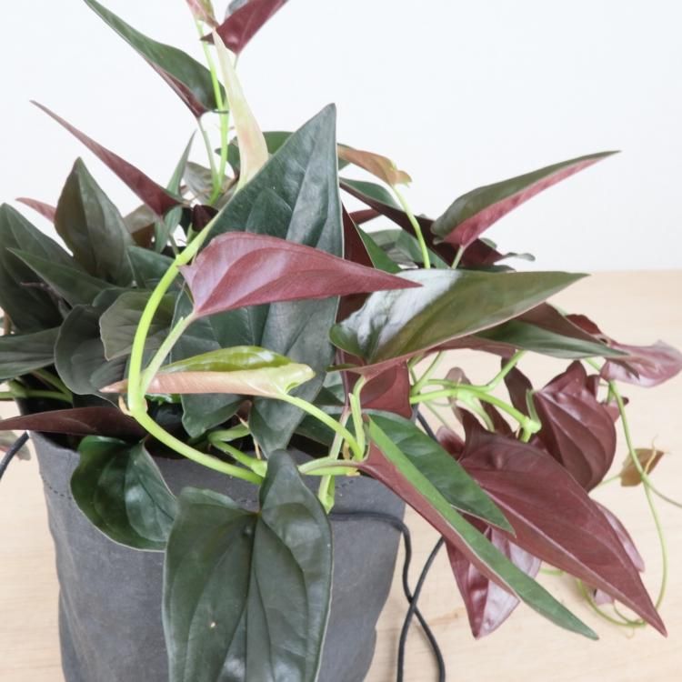 シンゴニウム チョコレートの通信販売 ネットショップ 観葉植物 多肉植物 塊根植物の通販 ネットショップの The Farm Universal Online Store シンゴニウム チョコレートの通信販売 ネットショップ 観葉植物 多肉植物 塊根植物の通販 ネットショップの The Farm Universal Online Store