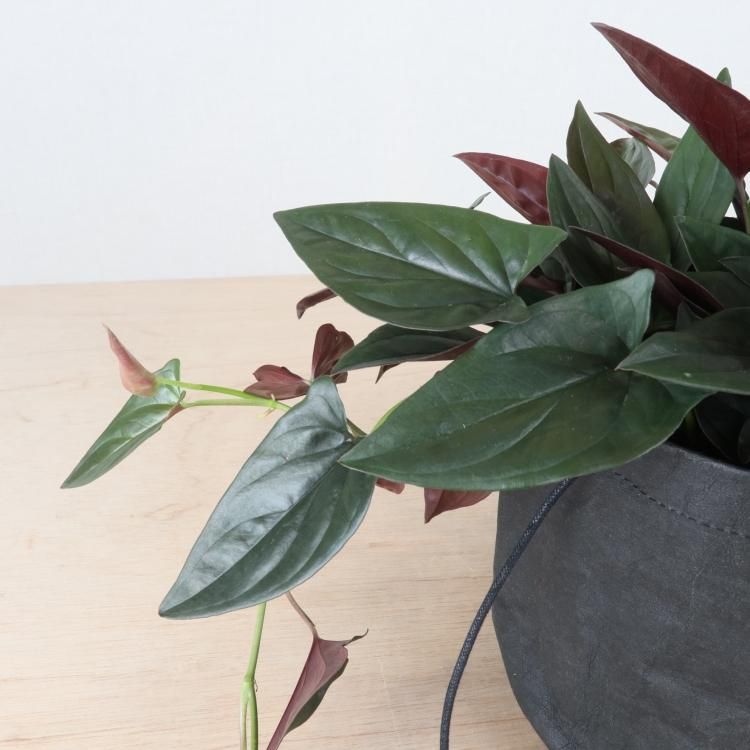 シンゴニウム チョコレートの通信販売 ネットショップ 観葉植物 多肉植物 塊根植物の通販 ネットショップの The Farm Universal Online Store シンゴニウム チョコレートの通信販売 ネットショップ 観葉植物 多肉植物 塊根植物の通販 ネットショップの The Farm Universal Online Store
